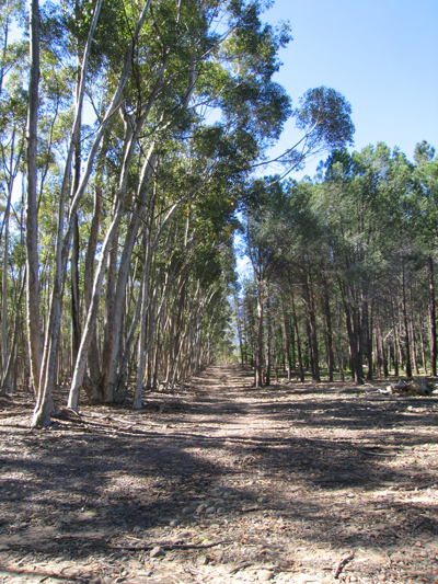The wood